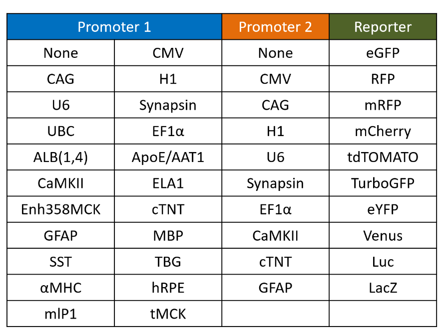 SGL_adenovirus-service_6.png