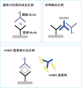 ELISA̔ٔʓIɗ} THBR1-AS/THBR2`HAMAjQ܁`