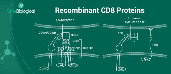 Sinobiological CD8Rrig^pN