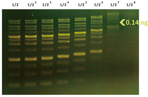 図2 DNA マーカー（品番： DM3100）を2倍段階希釈。dsDNA 断片の検出は 0.3 ng まで可能。