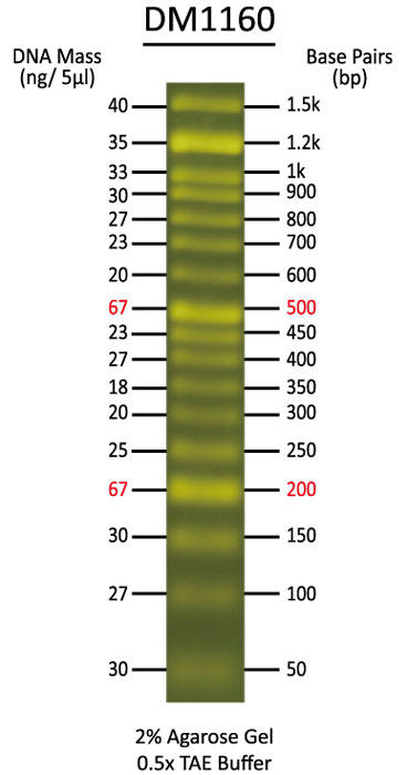 FluoroBand 50 bp Fluorescent DNA Ladder