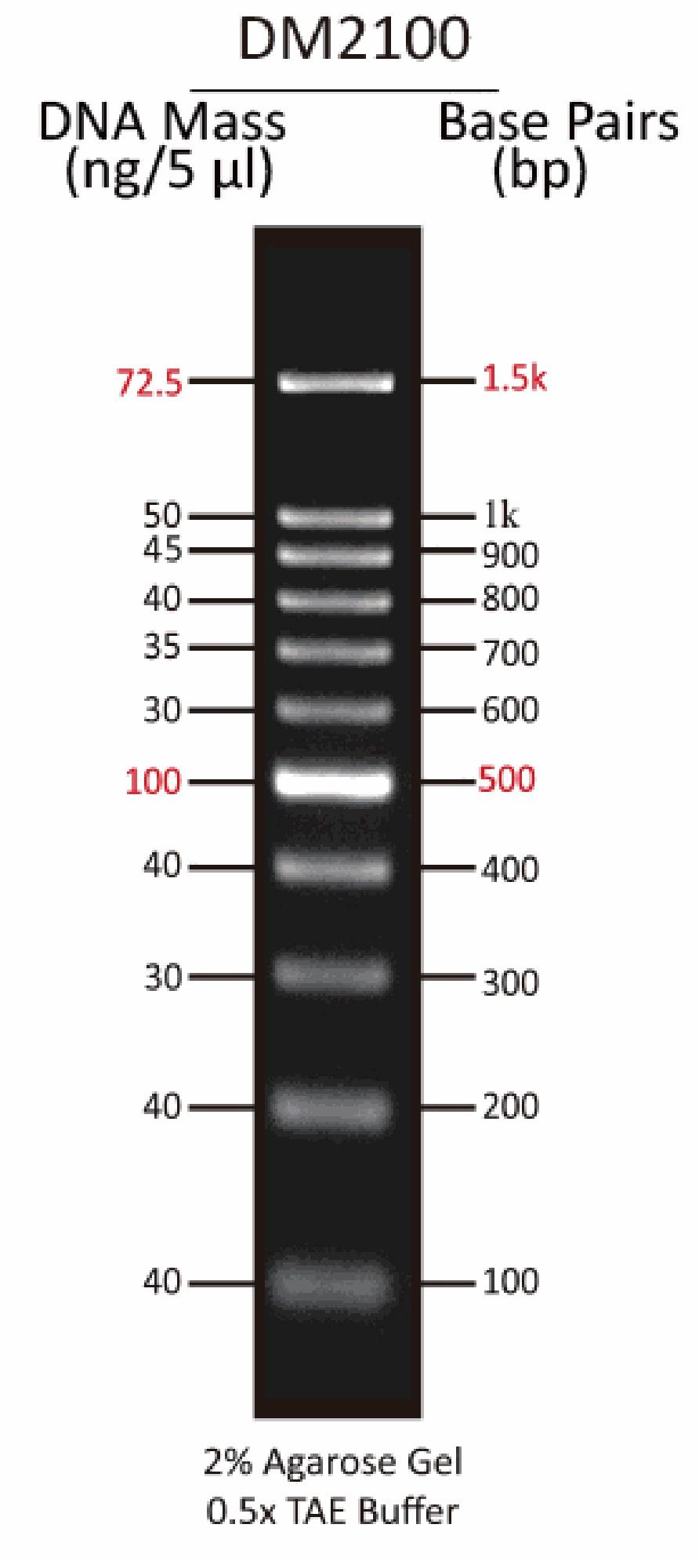 ExcelBand 100 bp DNA Ladder
