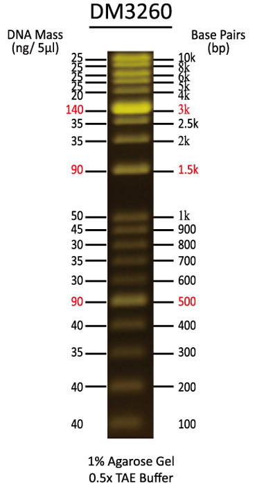 FluoroBand 1 KB Plus (0.1-10 kb) Fluorescent DNA Ladder