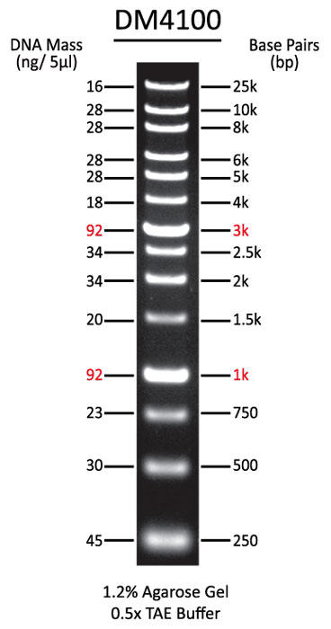 ExcelBand XL 25 kb DNA Ladder, Broad Range (up to 25 kb)