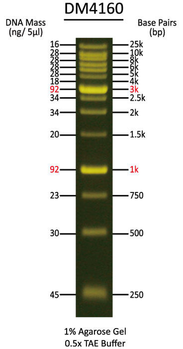 FluoroBand XL 25 kb Fluorescent DNA Ladder, Broad Range(up to 25 kb)