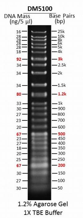 ExcelBand Specialized DNA Ladder, Super Range (50 bp-25 kb)