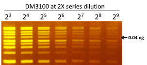 FluoroStain DNA蛍光染色色素（緑、10,000×）は、超高感度に二本鎖DNAを検出