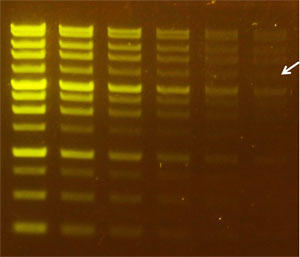 本試薬で染色したゲルは、青色光の励起により、黄緑色の蛍光を発する。感度は約 0.14 ng（4 kb バンド、矢印）。