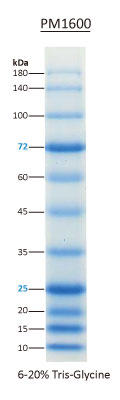 ExcelBand All Blue Regular Range Plus Protein Marker