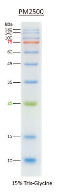 ExcelBand 3-color Regular Range Protein Marker