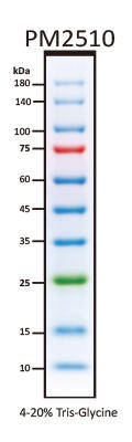ExcelBand Enhanced 3-color Regular Range Protein Marker