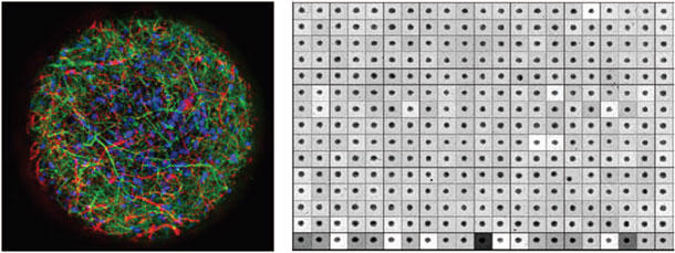 microBrain® 3D Assay Ready
