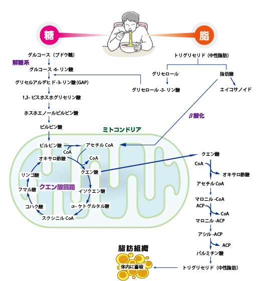 Sugar_and_lipid_01.png