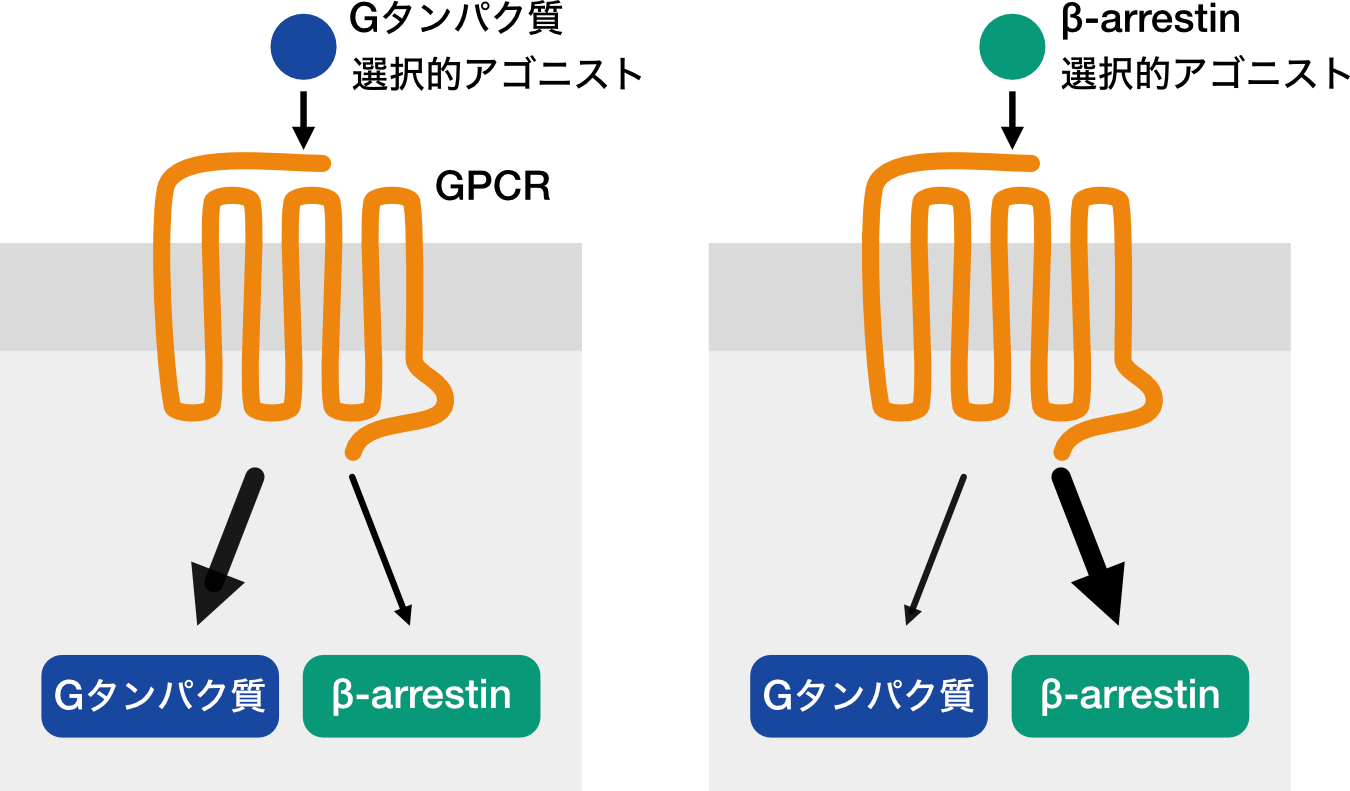 Gタンパク質・β-arrestin間のbiased agonism