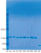 全8種類の天然結合型ジユビチキン(di-ubiquitin)鎖