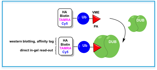 UBQ_UBIQPROBES_01.png