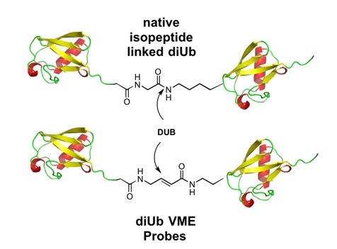 UBQ_UBIQPROBES_02.jpg