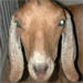 WSU_Goats.jpg