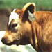 WSU_cattle.jpg