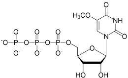 5-Methoxy-UTP