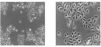 qgP`mTCgiHuman Keratinocytesj