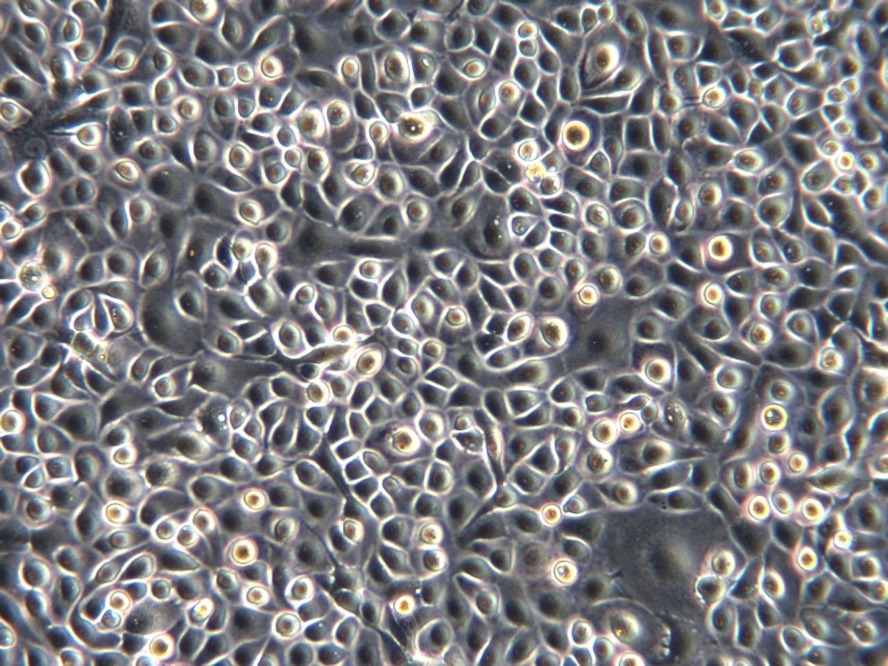 ZEN_all-human-primary-culture-cells-zen_03.jpg