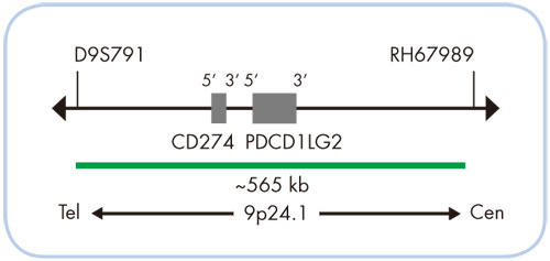 }2 SPEC CD274APDCD1LG2 v[u}bvimXP[j