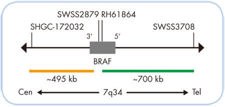 SPEC BRAF v[u}bvimXP[j