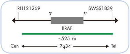 SPEC BRAF v[u}bvimXP[j