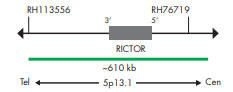 SPEC RICTOR v[ũ}bv