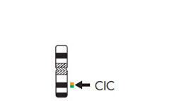 ZytoLight® SPEC CIC Dual Color Break Apart Probe | EWSR1陰性小青色