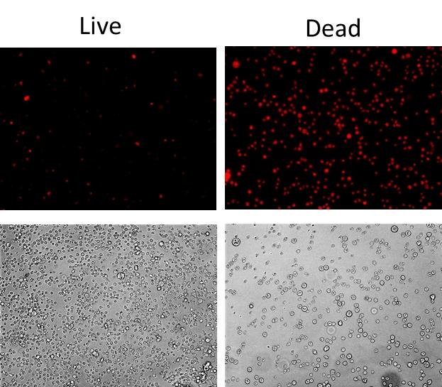 Cell ViabilitỹC[WO