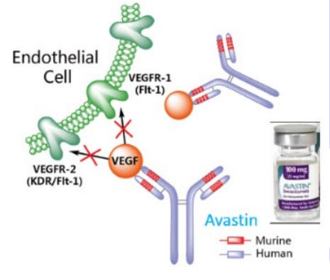 xoVY}u(Bevacizumab, Avastin)