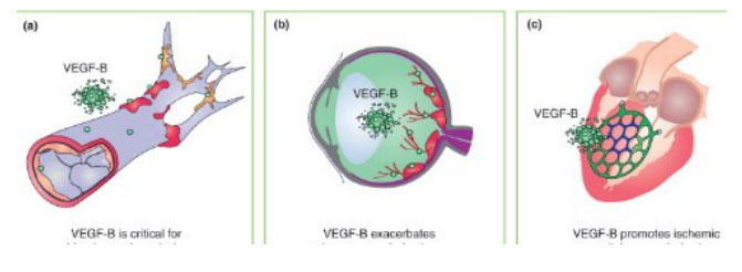 bevacizumab_2.jpg