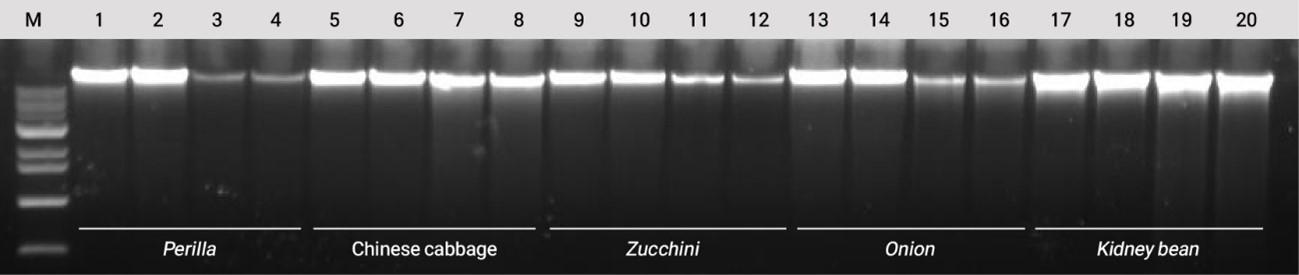 EcoQprep(TM) 植物ゲノムDNA抽出キット 製品データ