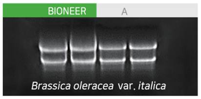 Brassica oleracea var. italica