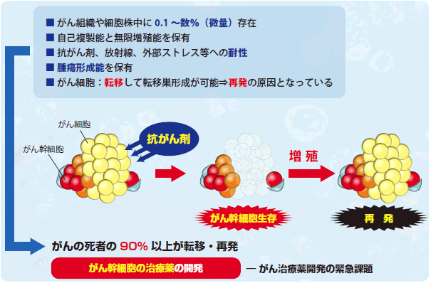 񊲍זEiCancer Stem Cell (CSC))Ƃ́H