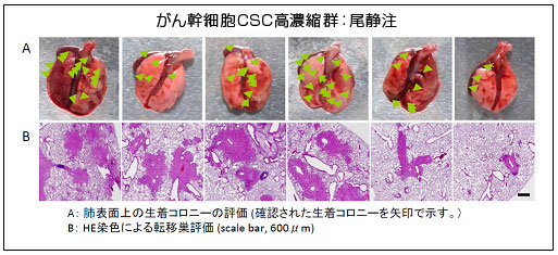 抗ヒトcd44v9 抗マウスcd44v10 E16 抗体 がん幹細胞を濃縮可能 コスモ バイオ株式会社