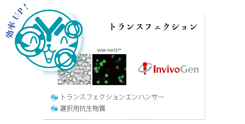 �g�����X�t�F�N�V����