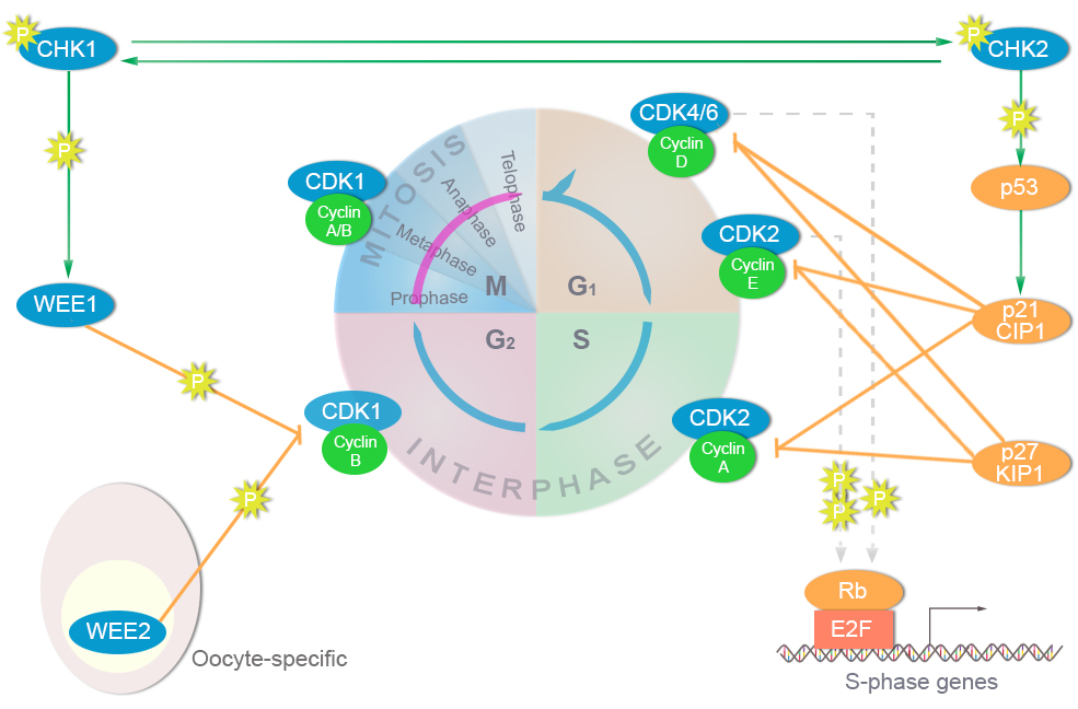 cell_cycle_01.png