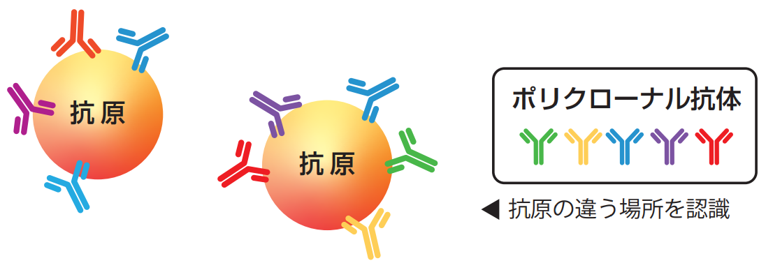 cosmobio-custom-antibody-service-cpa_02.png