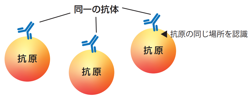 cosmobio-custom-antibody-service-cpa_03.png