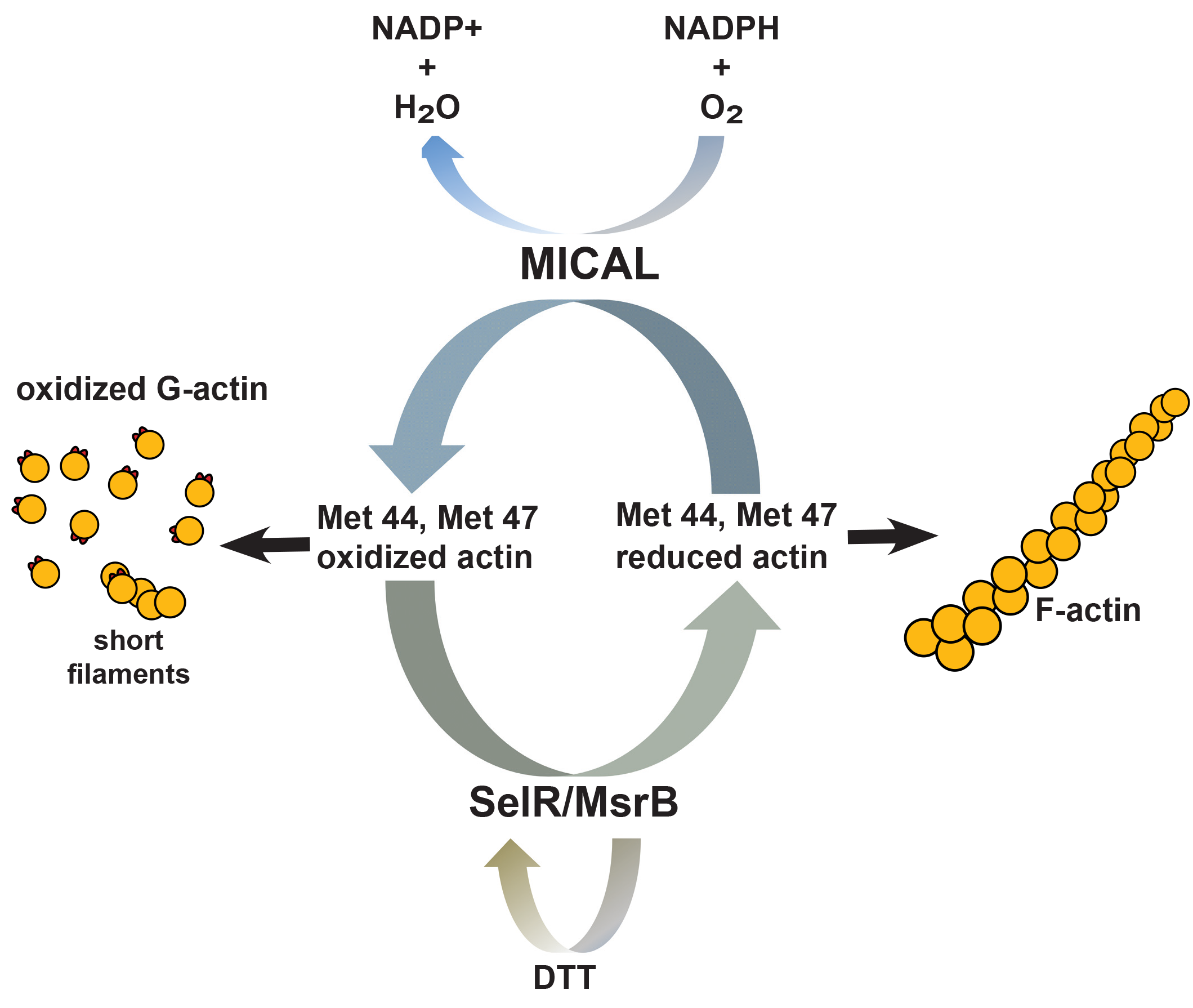 アクチンMet44とMet47生理学的酸化還元システム