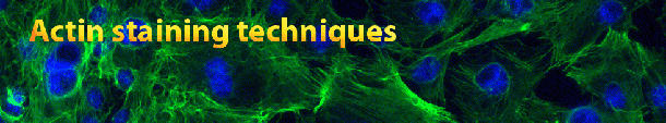 Actin staining techniques