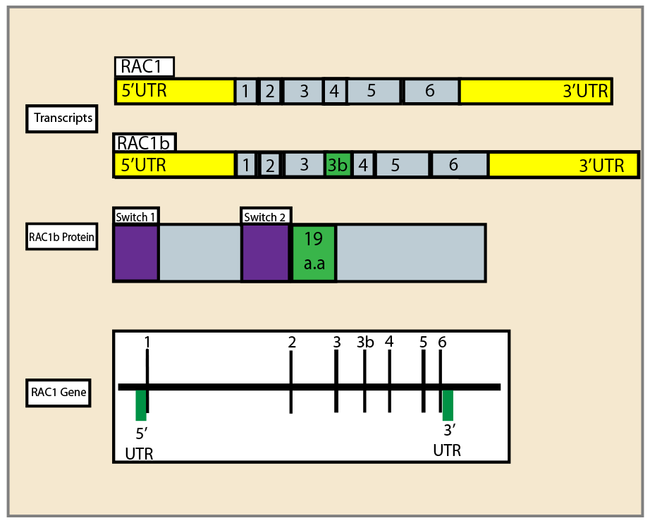 RAC1遺伝子、選択的転写物、およびRAC1bタンパク質の図