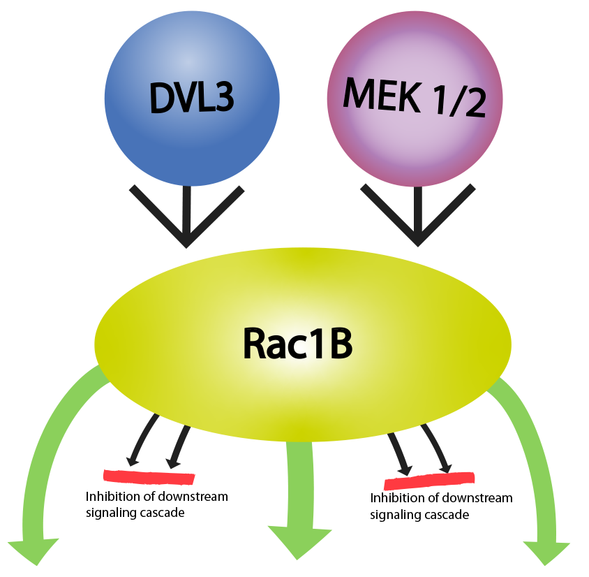 腫瘍発生に関与するRac1B介在性シグナル伝達