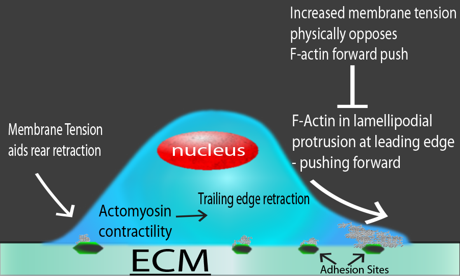 移動細胞における様々な力の概略図