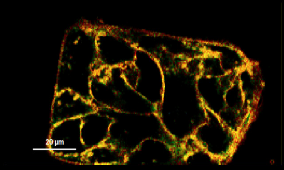 FLIPPER-TR membrane tension probe (Cat # CY-SC020)で染色した細胞膜の光寿命顕微結果