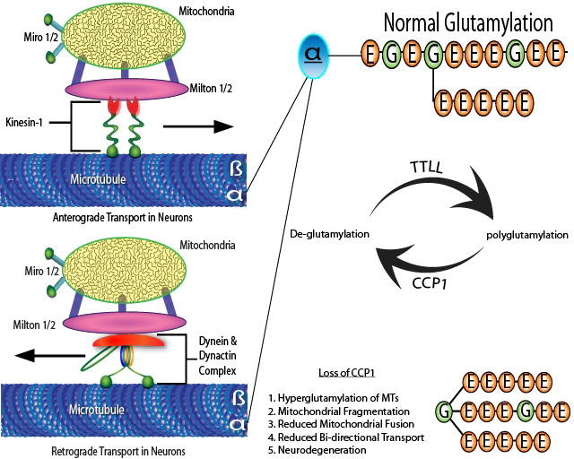 双方向的輸送とCCP1活性欠損による過剰グルタミル化の効果