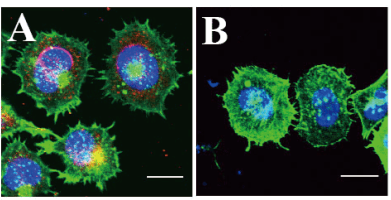 Cytoskeleton News 年03月号 コロナウイルスと細胞骨格 コスモ バイオ株式会社